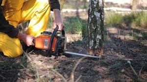 Best Tree Mulching  in Tinton Falls, NJ
